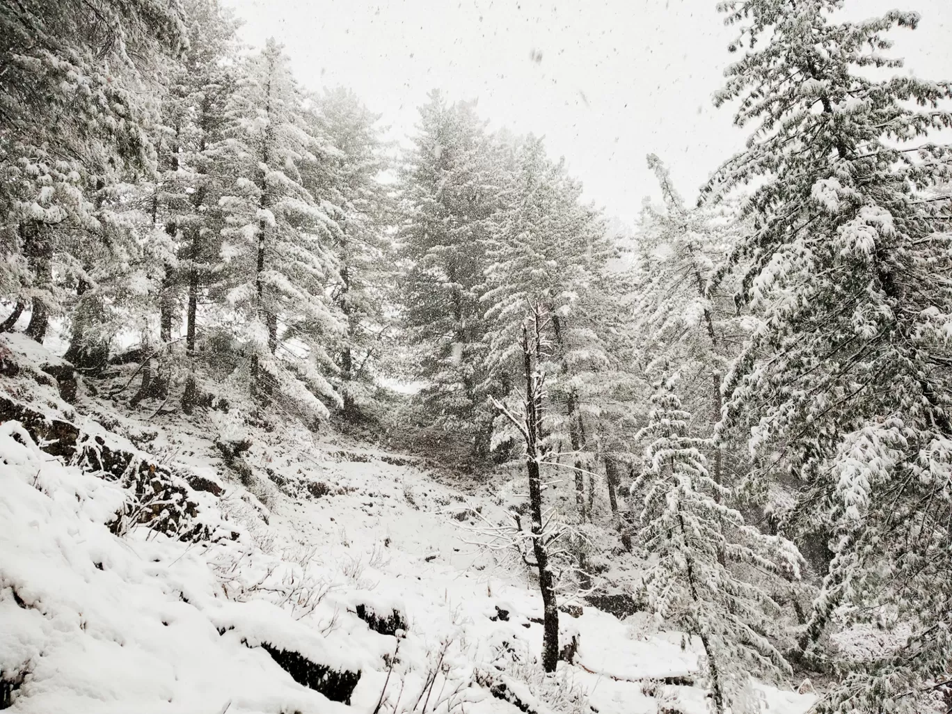 Photo of Kheerganga Trek and Camps By Ankit Tyagi