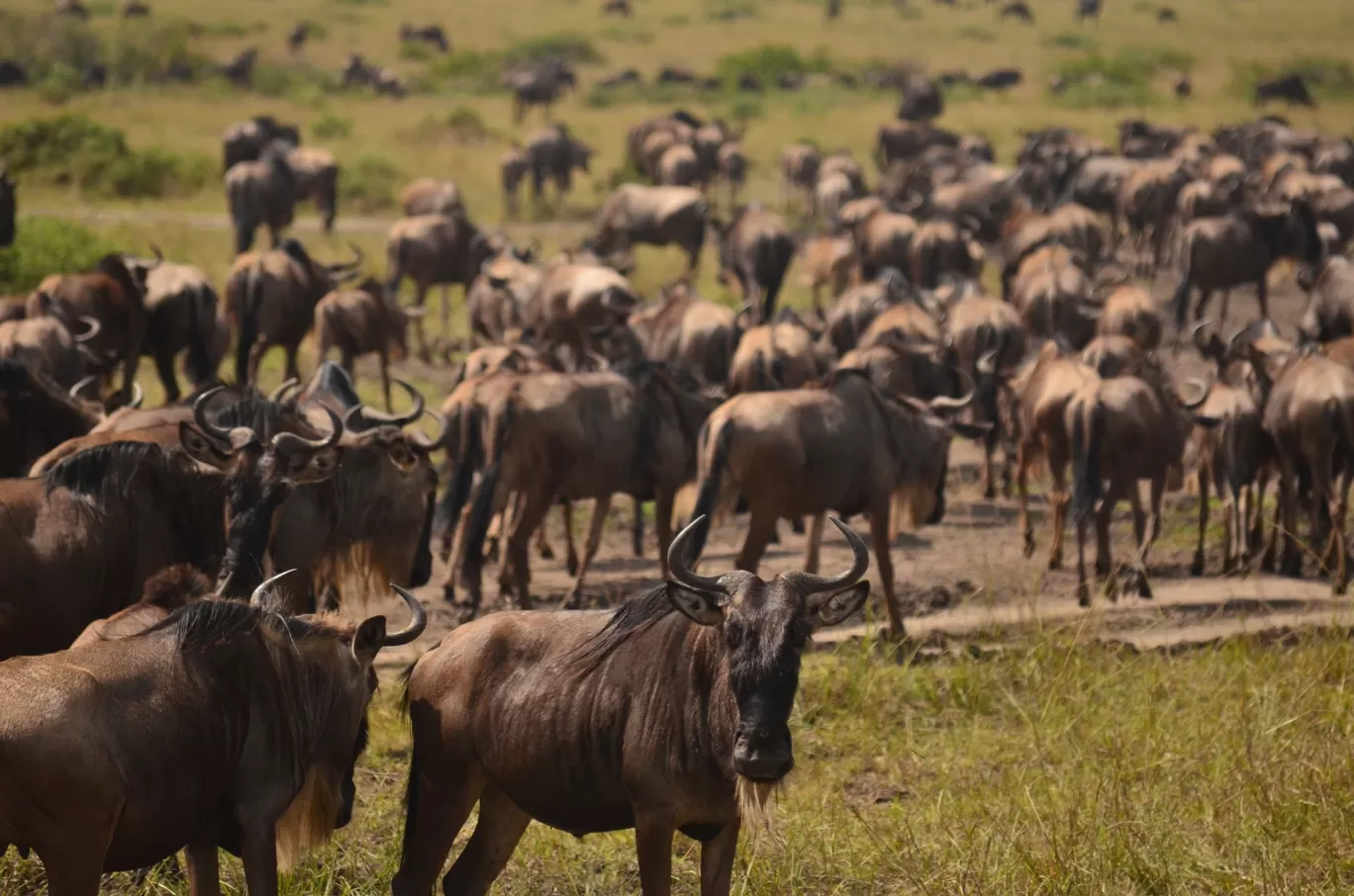 Photo of Masai Mara National Reserve By Kavya Srinivasan
