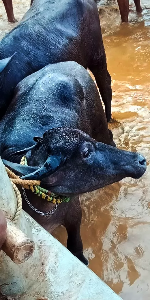 Photo of Pottachira By Nooshin Jawahar