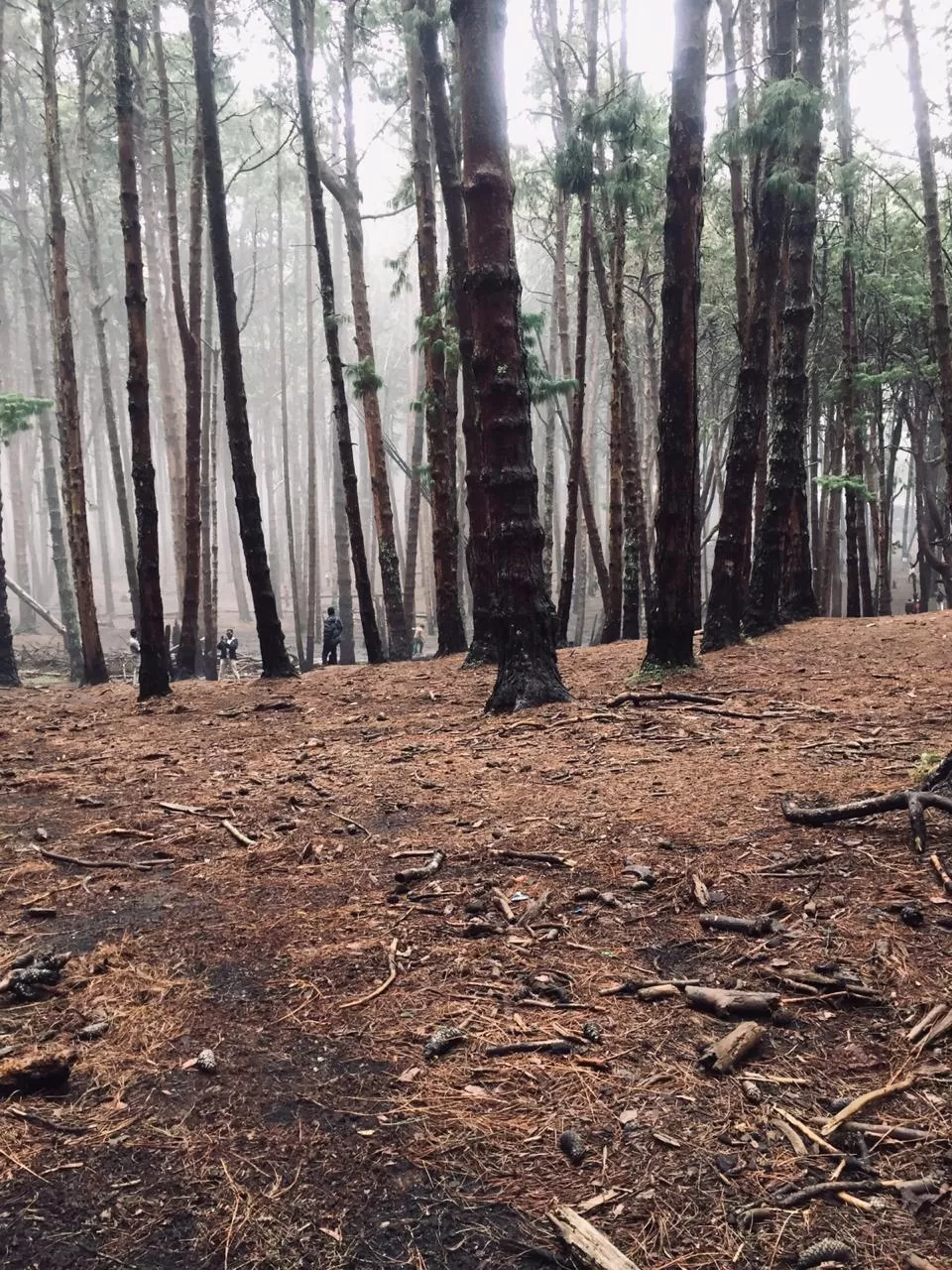 Photo of Kodaikanal By Nooshin Jawahar