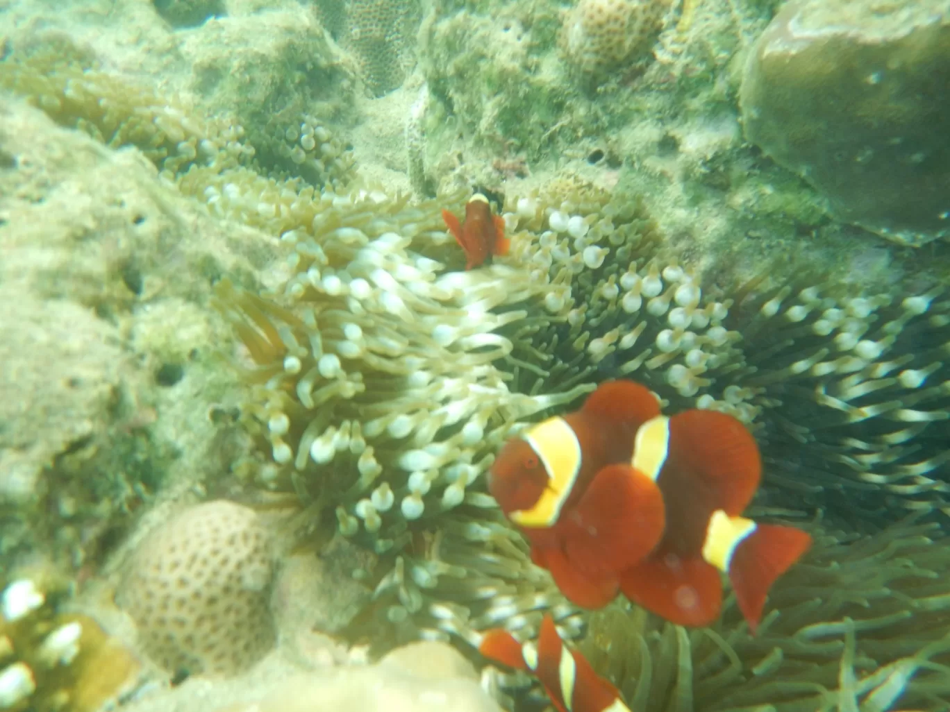Photo of Havelock Island By Heta Acharya