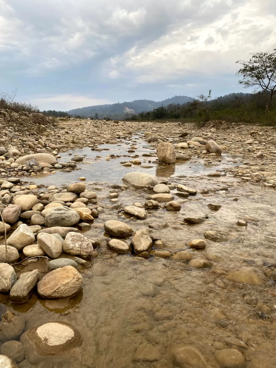 Photo of Jim Corbett National Park By Ankur 