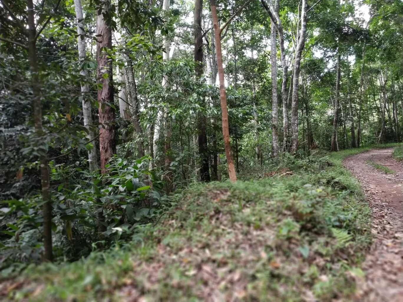 Photo of Silent Valley National Park By Rahul Sivadas