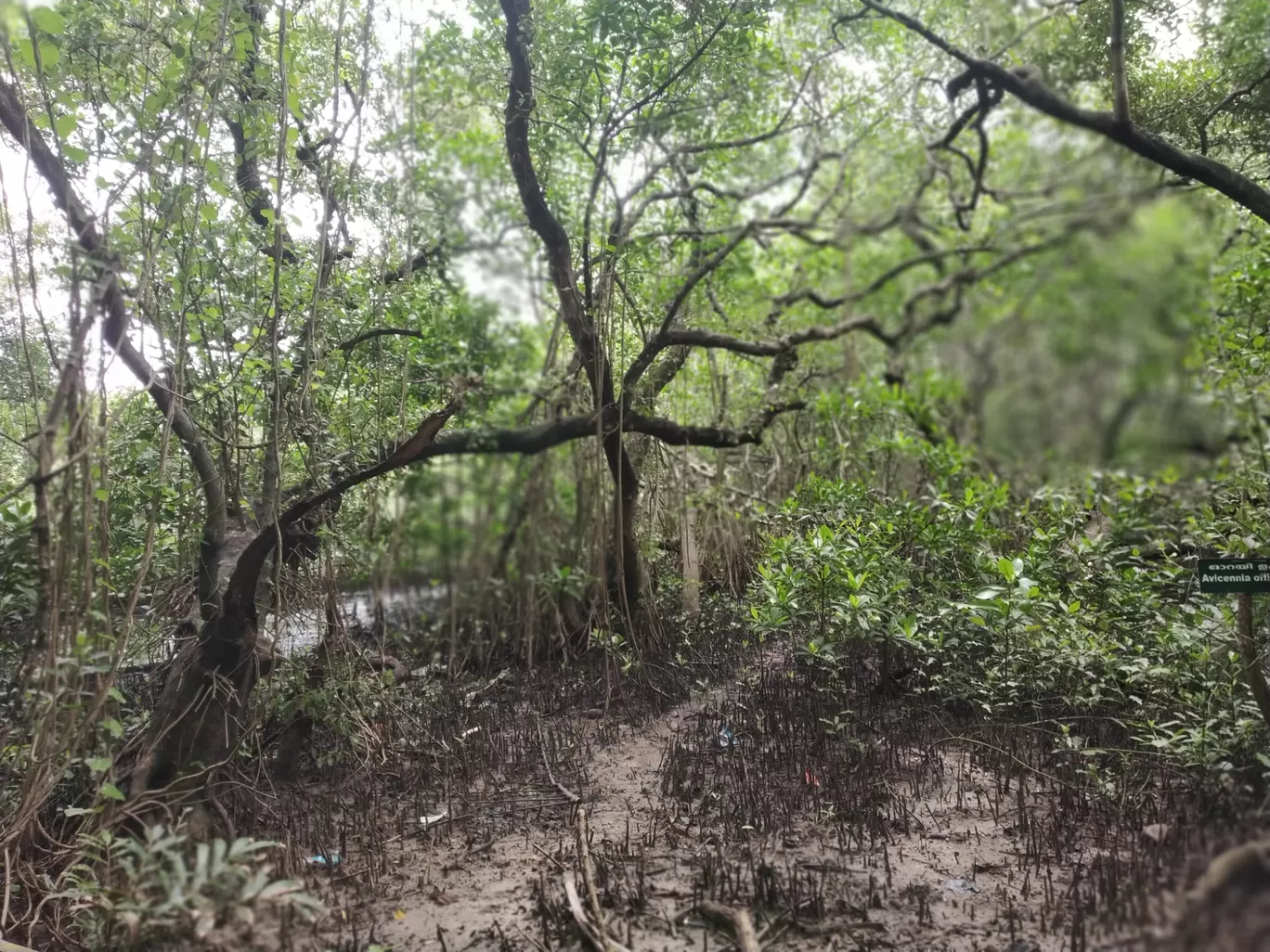 Photo of Mangalavanam Bird Sanctuary By Rahul Sivadas