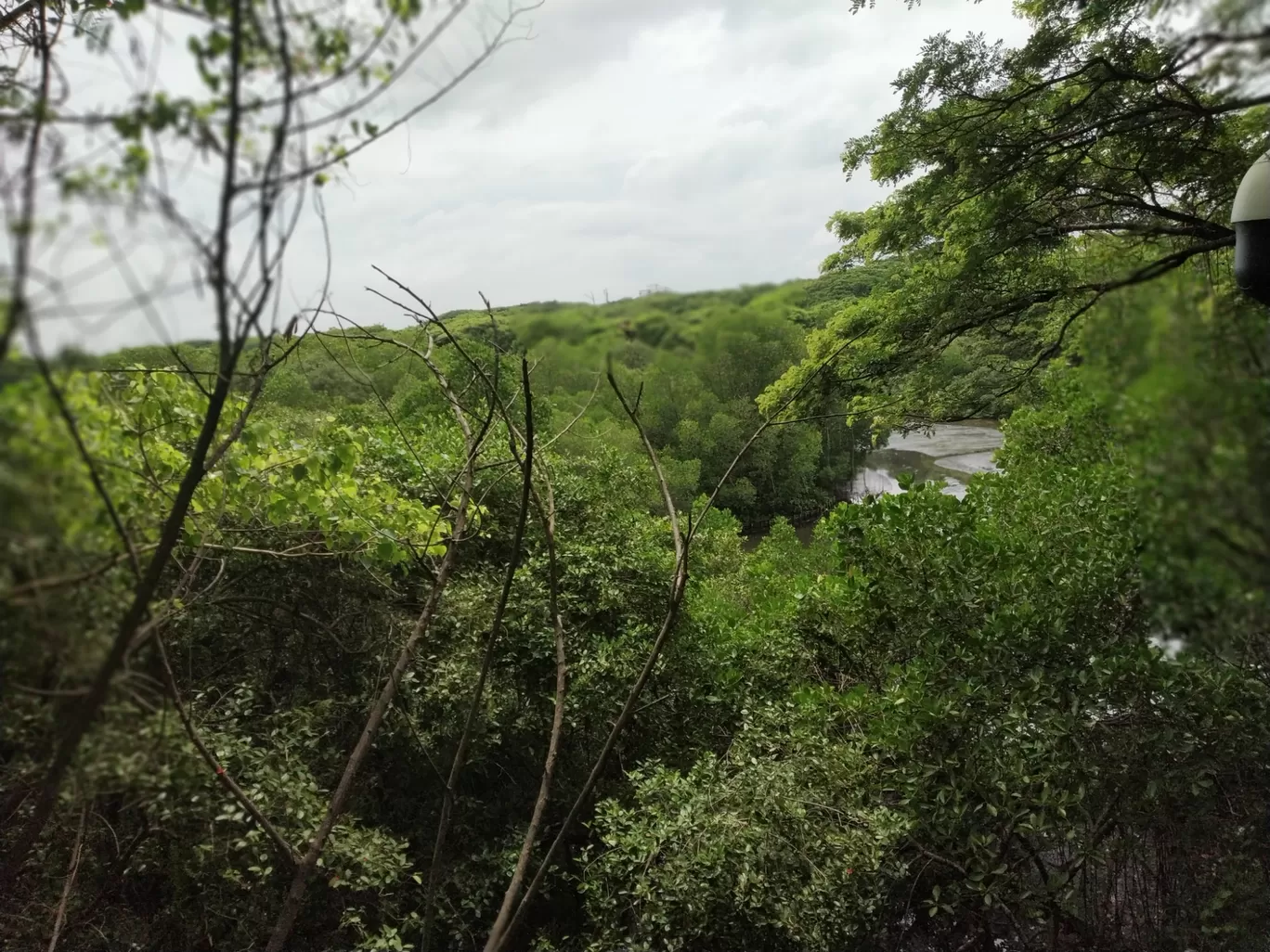 Photo of Mangalavanam Bird Sanctuary By Rahul Sivadas