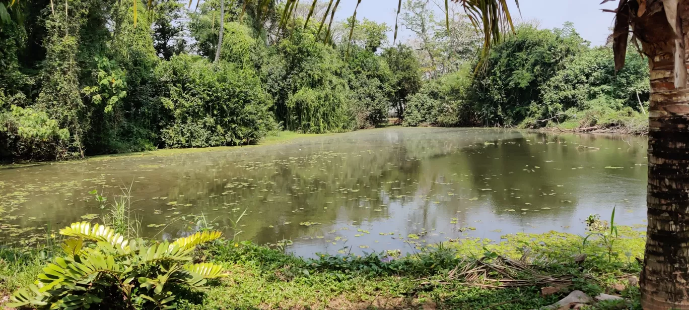 Photo of Kumarakom Bird Sanctuary Observatory Tower By Rahul Sivadas