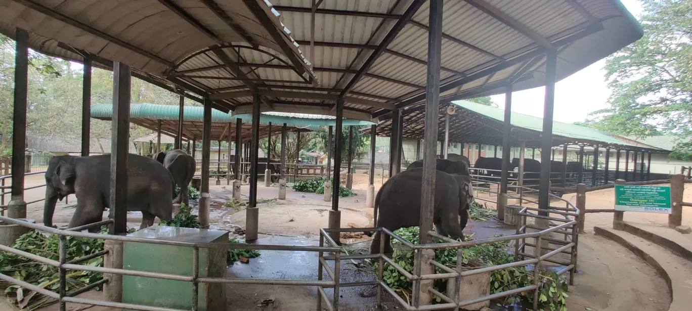 Photo of Pinnawala Elephant Orphanage By Rahul Sivadas