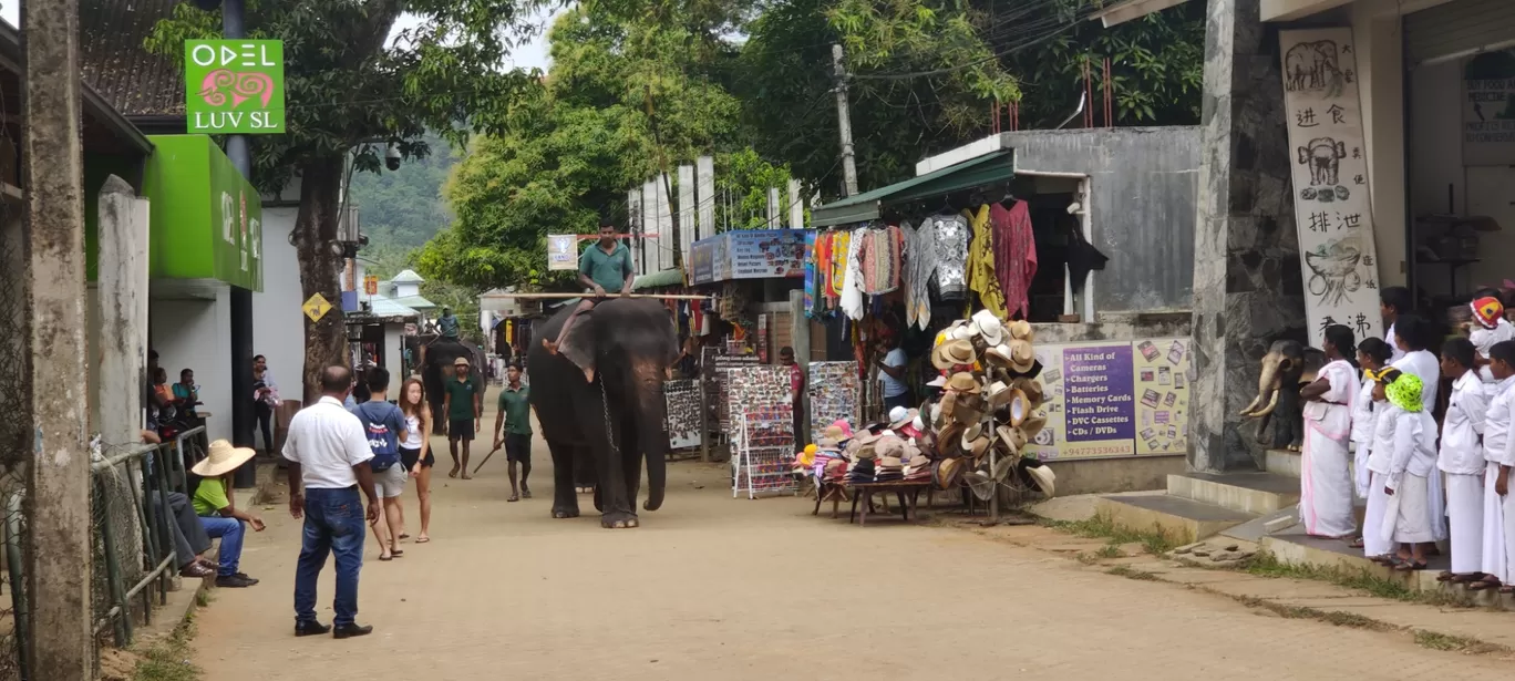 Photo of Pinnawala Elephant Orphanage By Rahul Sivadas