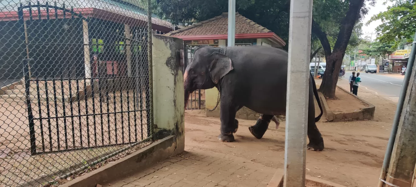 Photo of Pinnawala Elephant Orphanage By Rahul Sivadas