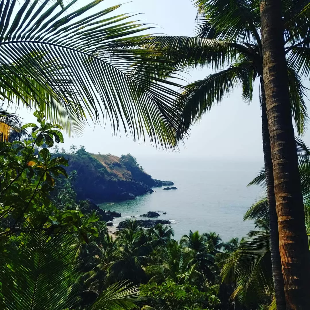 Photo of Palm Discoveries By Devendra Reddy