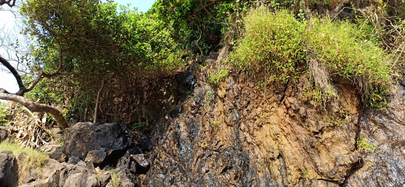 Photo of Palm Discoveries By Devendra Reddy