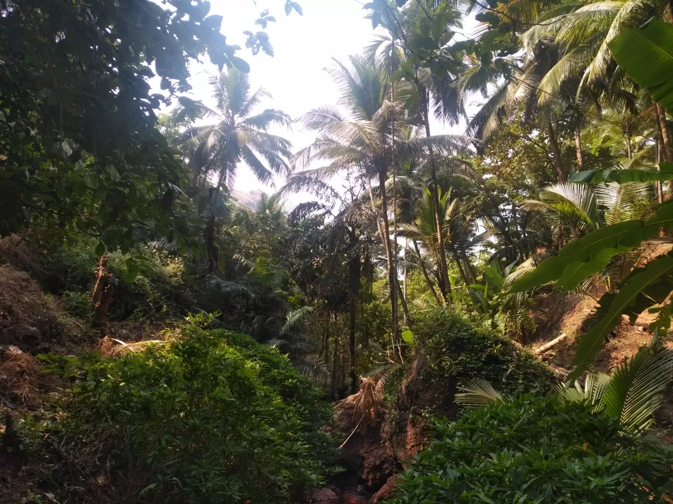 Photo of Palm Discoveries By Devendra Reddy