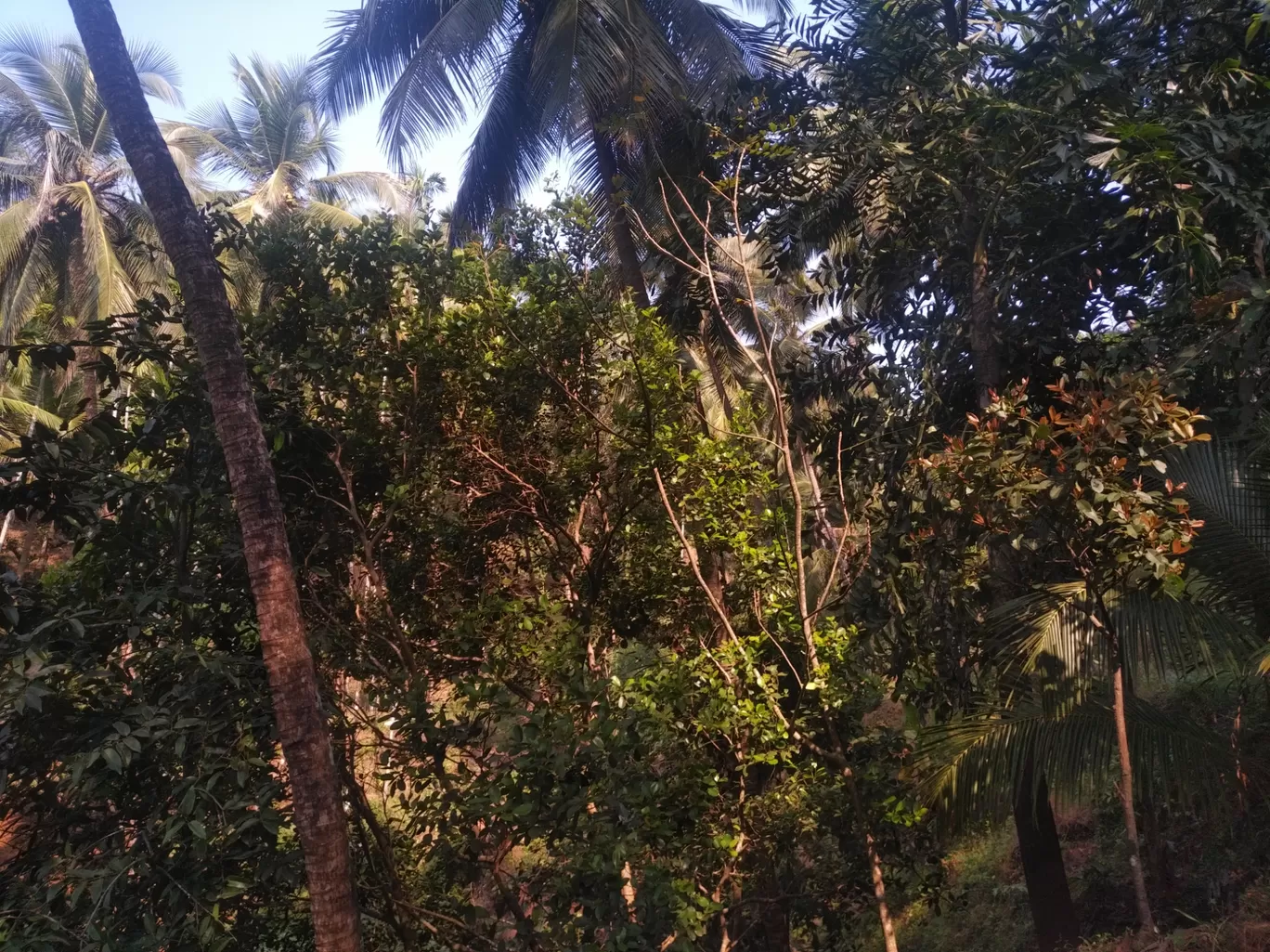 Photo of Palm Discoveries By Devendra Reddy