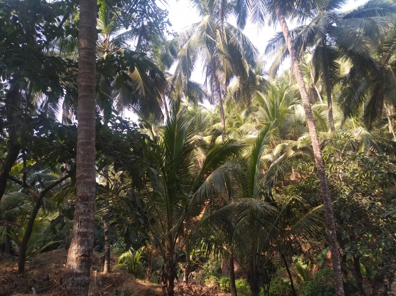 Photo of Palm Discoveries By Devendra Reddy