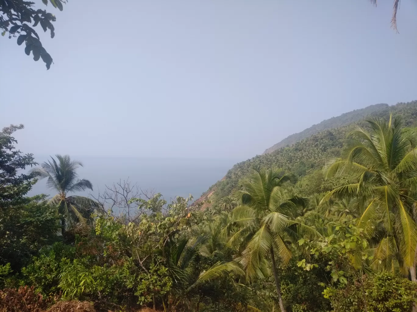 Photo of Palm Discoveries By Devendra Reddy