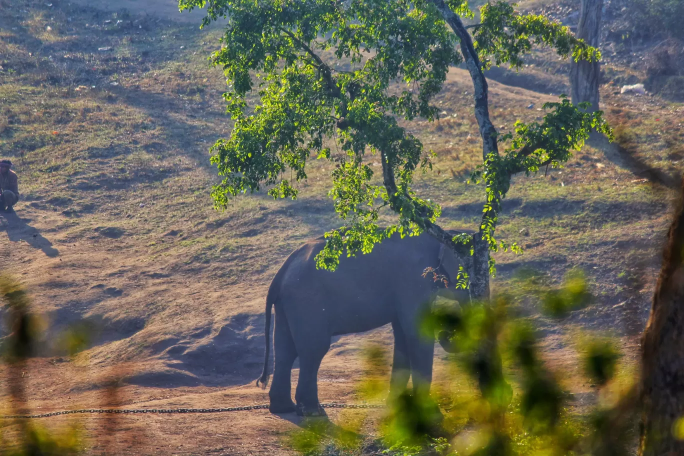 Photo of Bandipur National Park By Anil Kumar