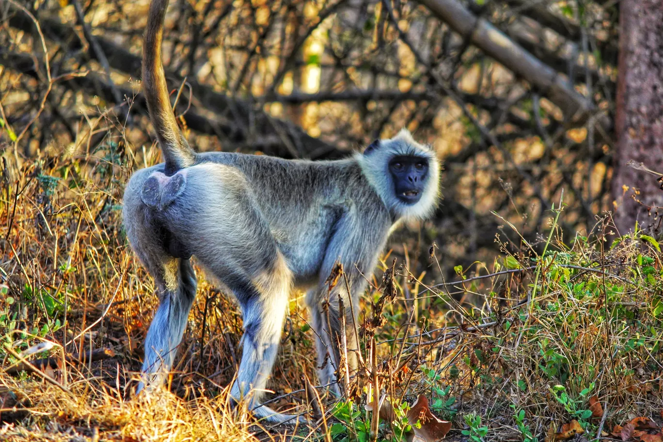 Photo of Bandipur National Park By Anil Kumar