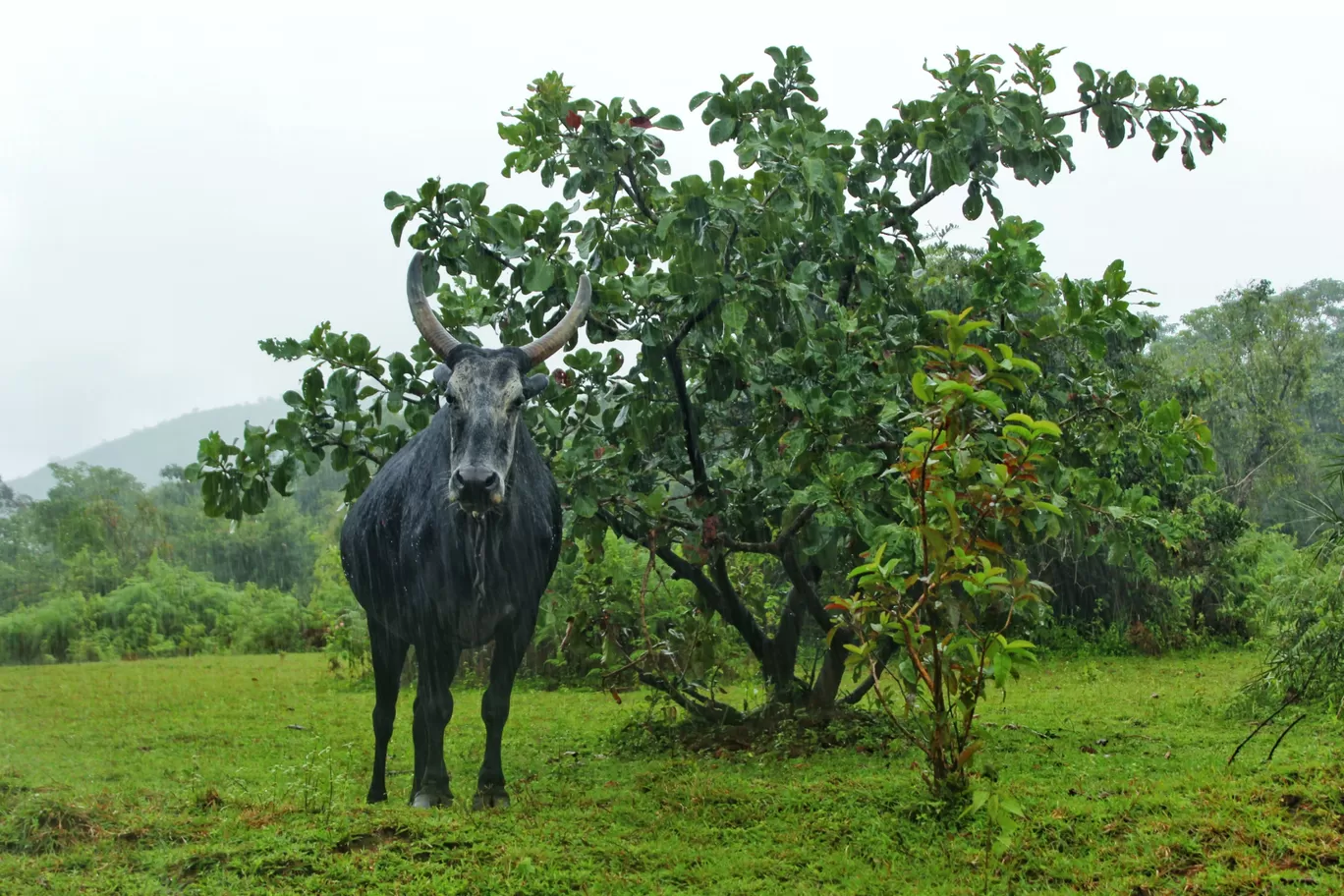 Photo of Sakleshpur By Anil Kumar