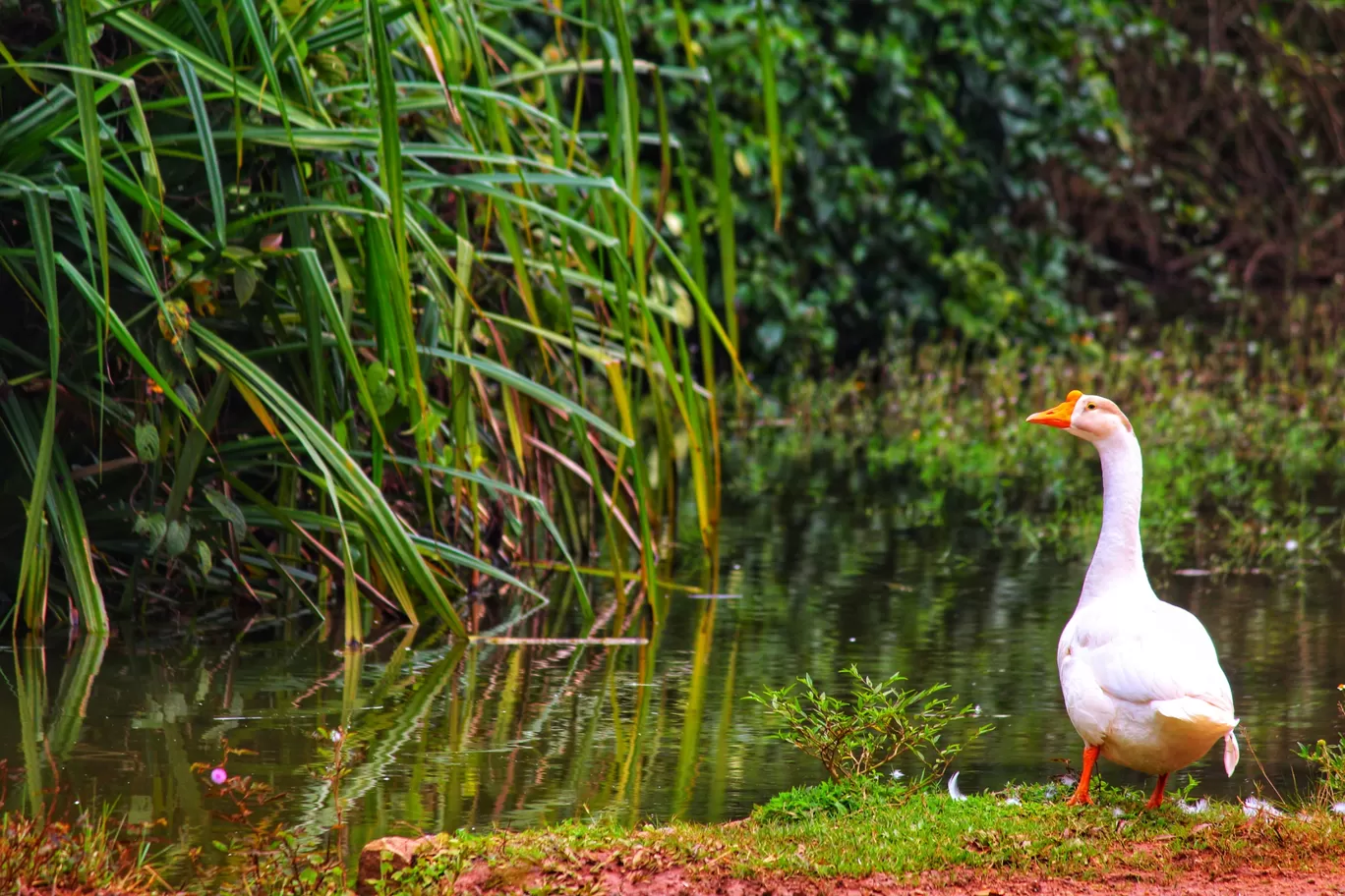 Photo of Sakleshpur By Anil Kumar