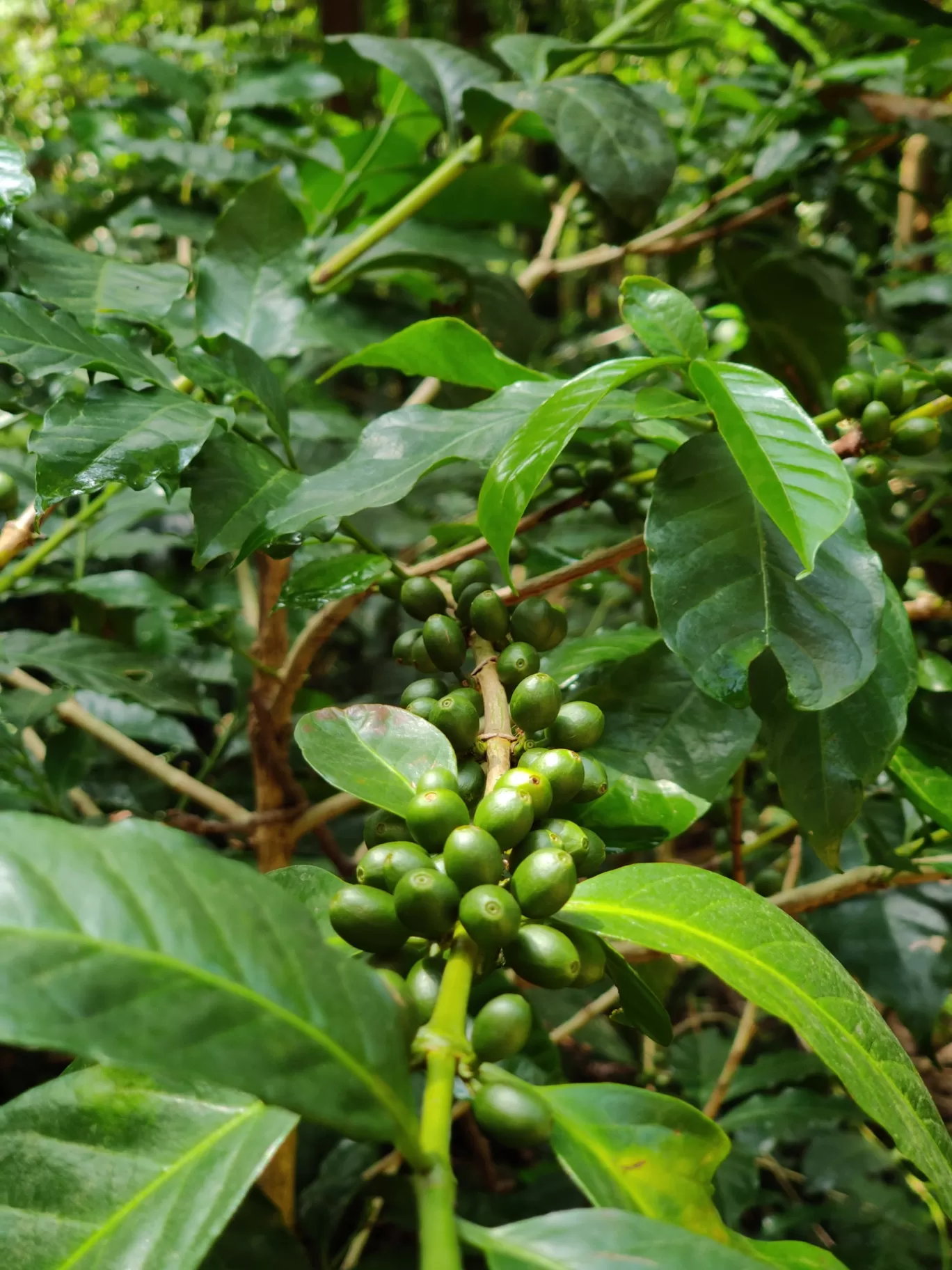 Photo of Chikmagalur By Sanya Vashisth