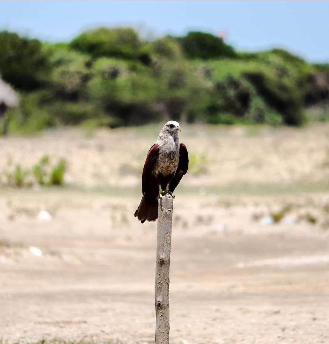 Photo of kodiyakarai By Kapil Raj