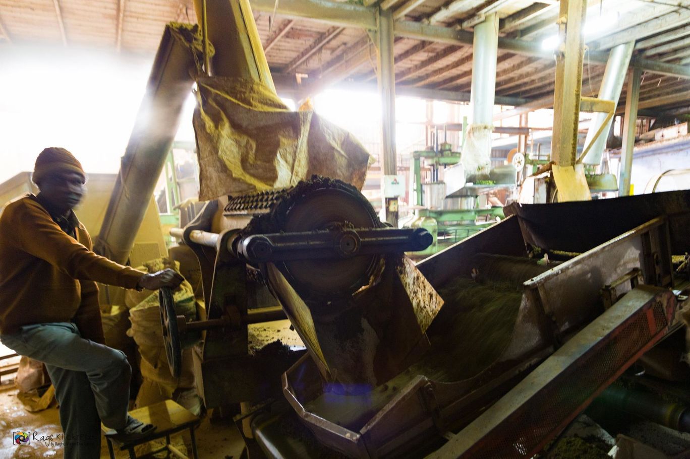 Photo of Making Of Tea Powder By Raghu Varun Dev Tanna