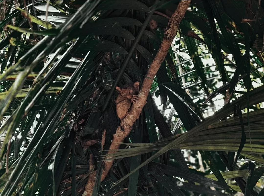 Photo of Philippine Tarsier Sanctuary By That NomadCouple