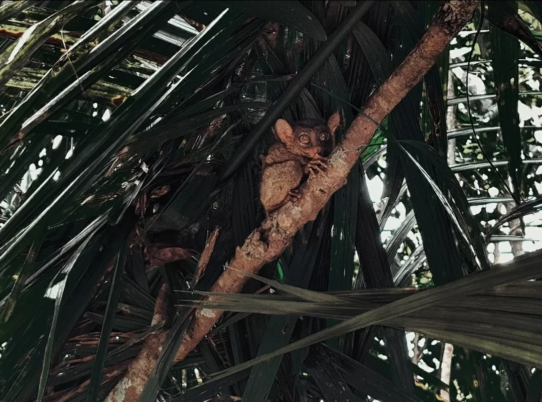 Photo of Philippine Tarsier Sanctuary By That NomadCouple