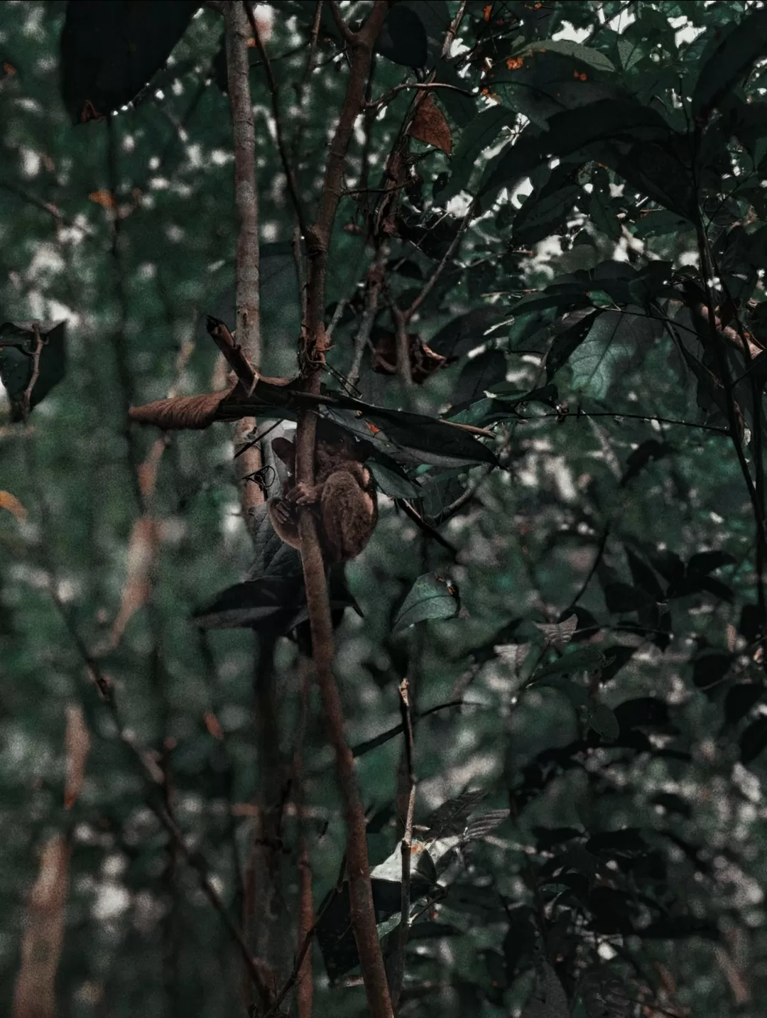 Photo of Philippine Tarsier Sanctuary By That NomadCouple