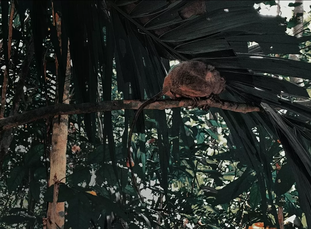 Photo of Philippine Tarsier Sanctuary By That NomadCouple