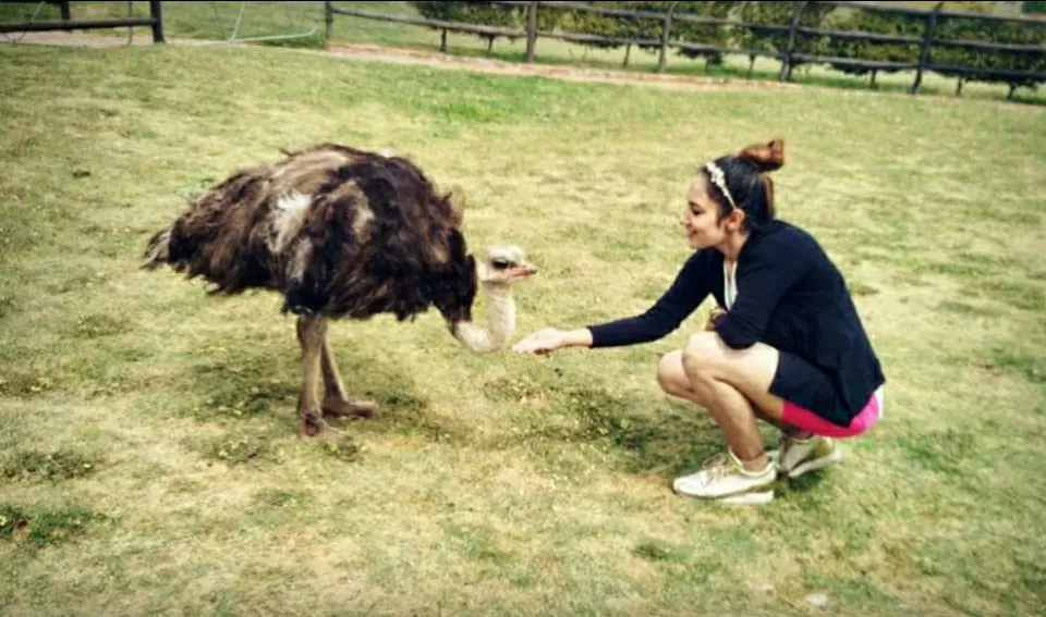 Photo of Cape Town Ostrich Ranch By That NomadCouple