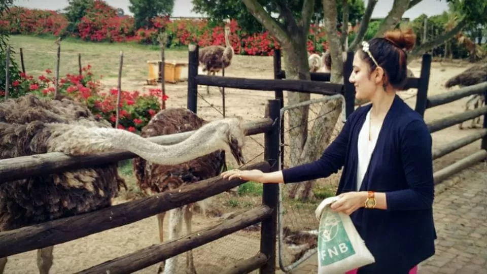 Photo of Cape Town Ostrich Ranch By That NomadCouple