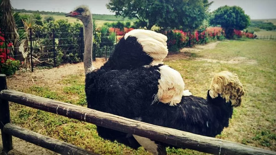 Photo of Cape Town Ostrich Ranch By That NomadCouple