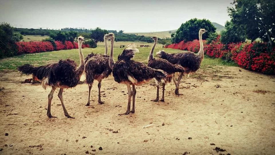 Photo of Cape Town Ostrich Ranch By That NomadCouple