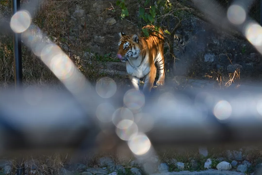 Photo of Nainital By Zishan Ali