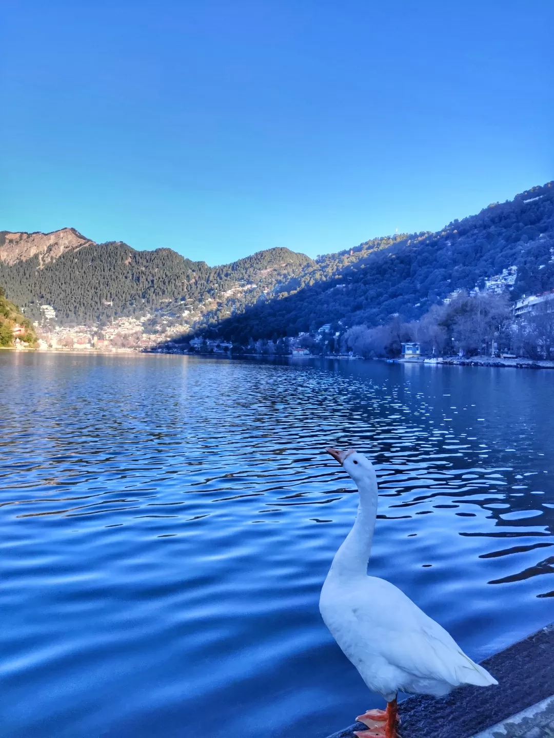 Photo of Nainital By Zishan Ali