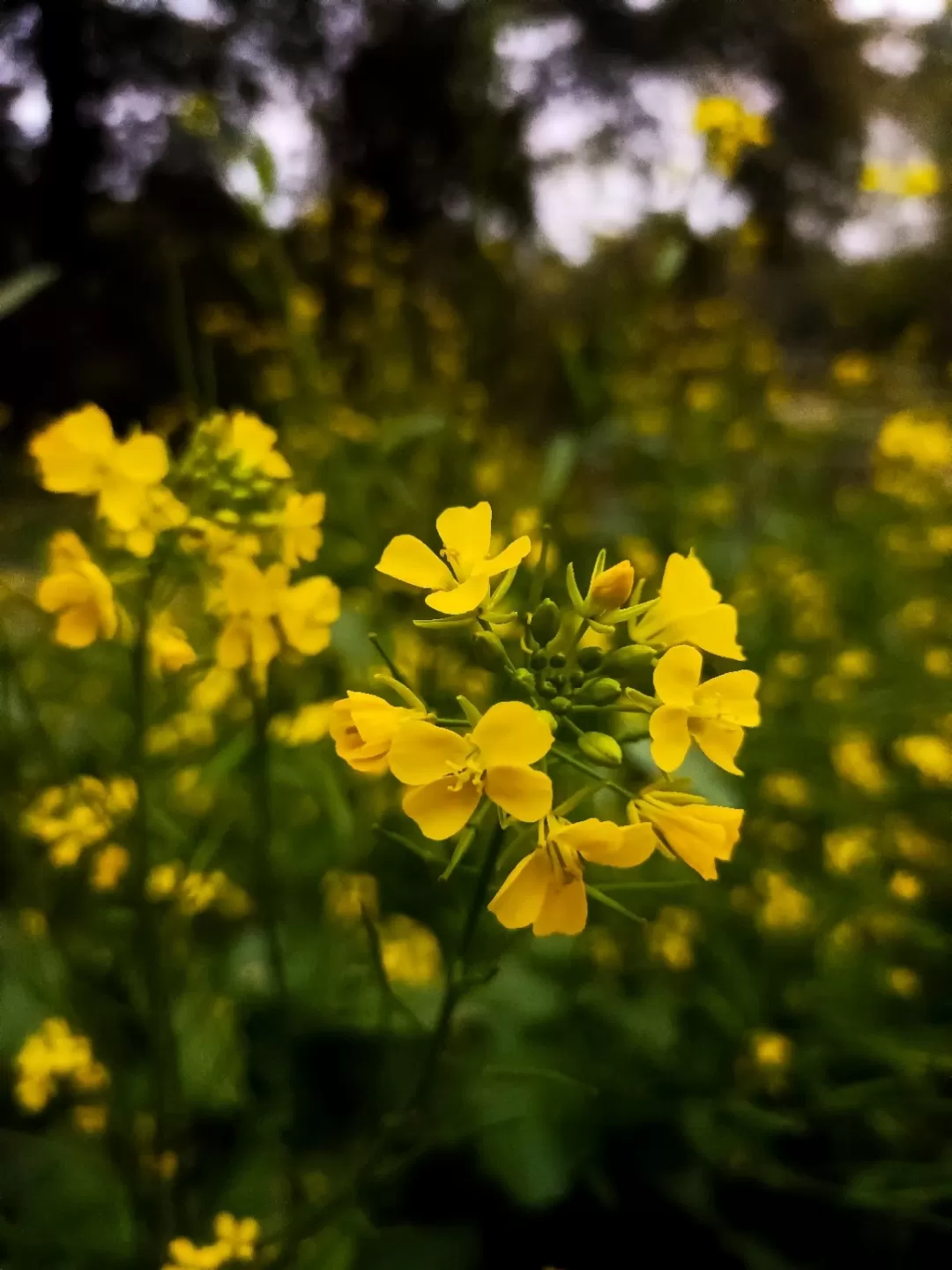 Photo of Sunder Nursery By Zishan Ali