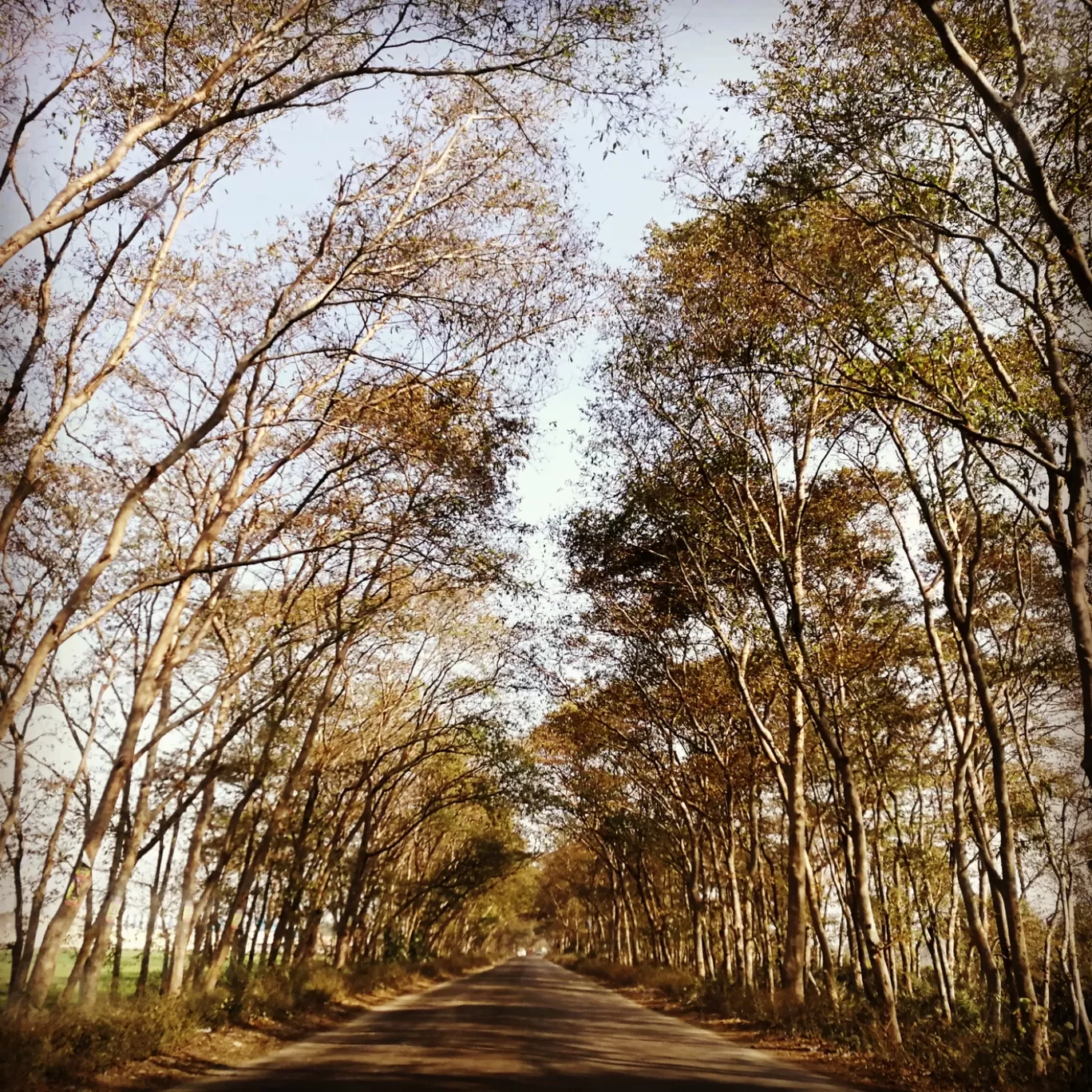 Photo of Kaladungi By meenakshi.kheterpal