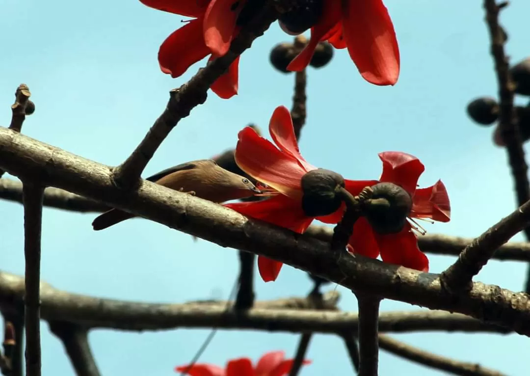 Photo of Jaldapara National Park By Supratim Maity