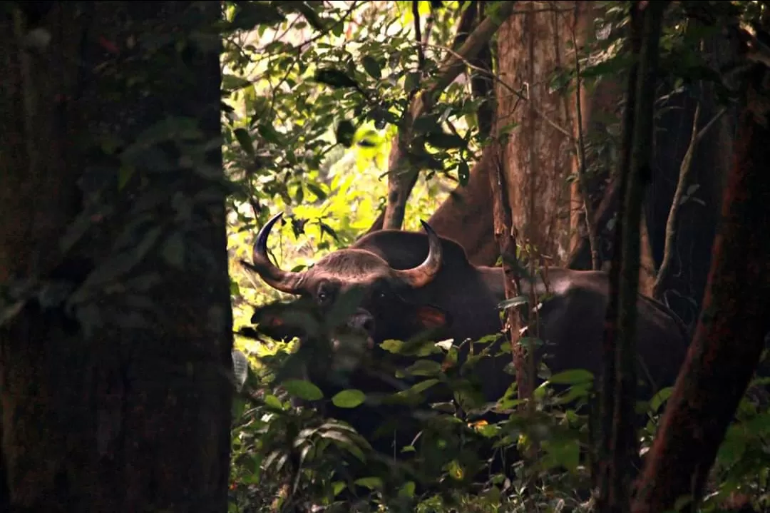 Photo of Jaldapara National Park By Supratim Maity