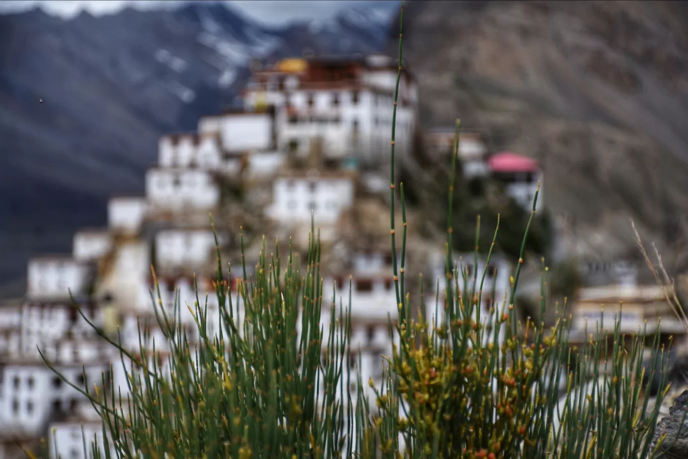 Photo of Key Gompa By prakash singh