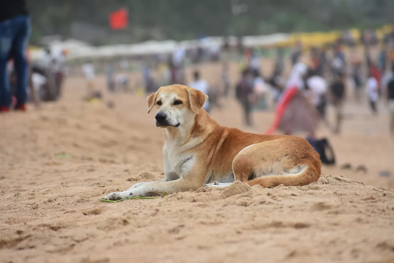 Photo of Calangute Beach By Mohammed Dholkawala