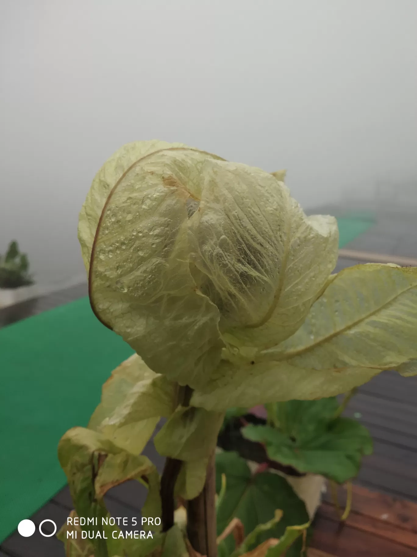 Photo of Uttarakhand By satnam kaur