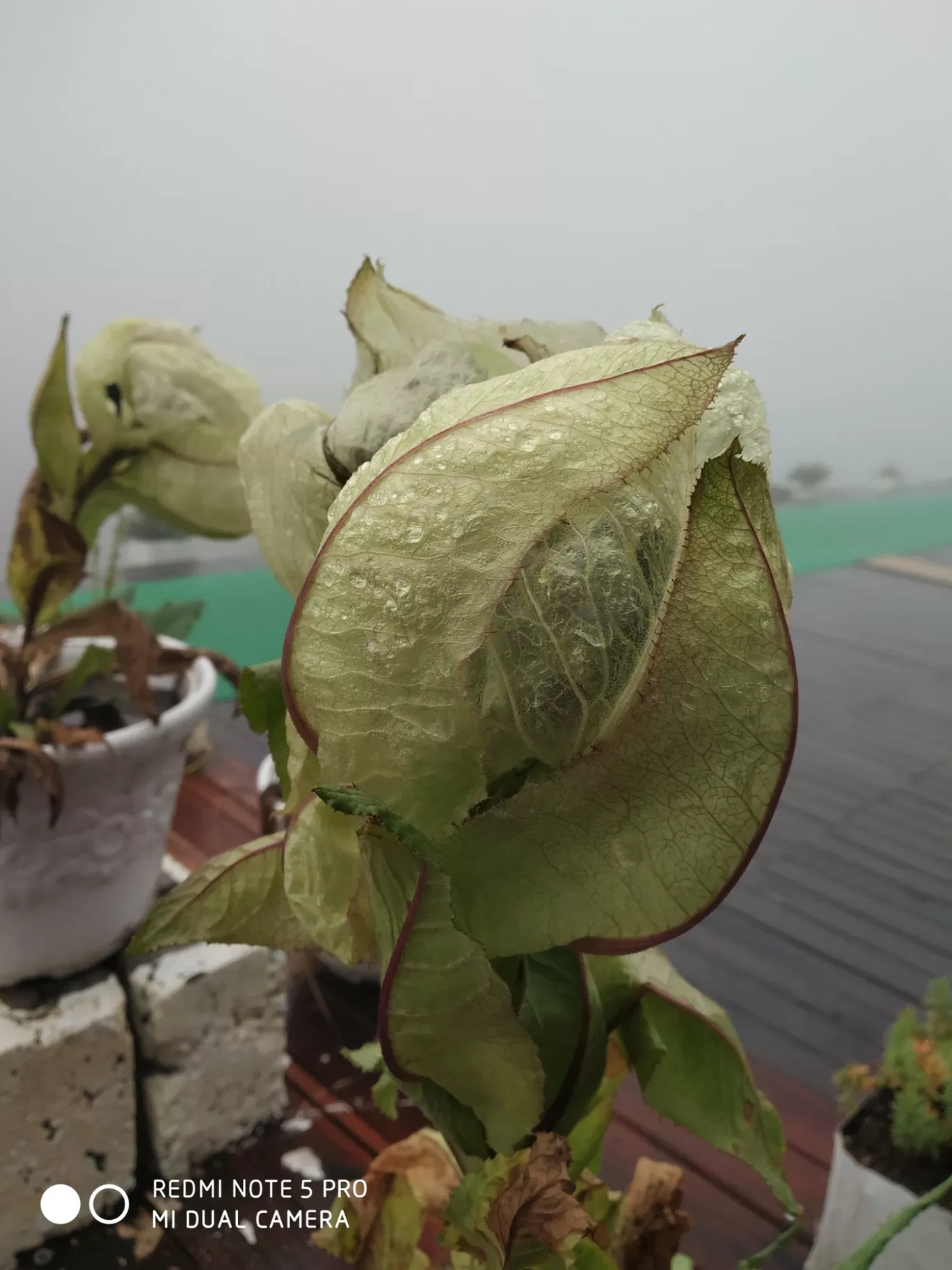 Photo of Uttarakhand By satnam kaur