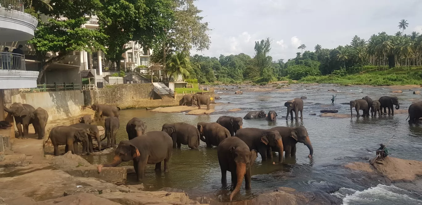 Photo of Pinnawala elephant orphanage park By Shri Dhiyanesh