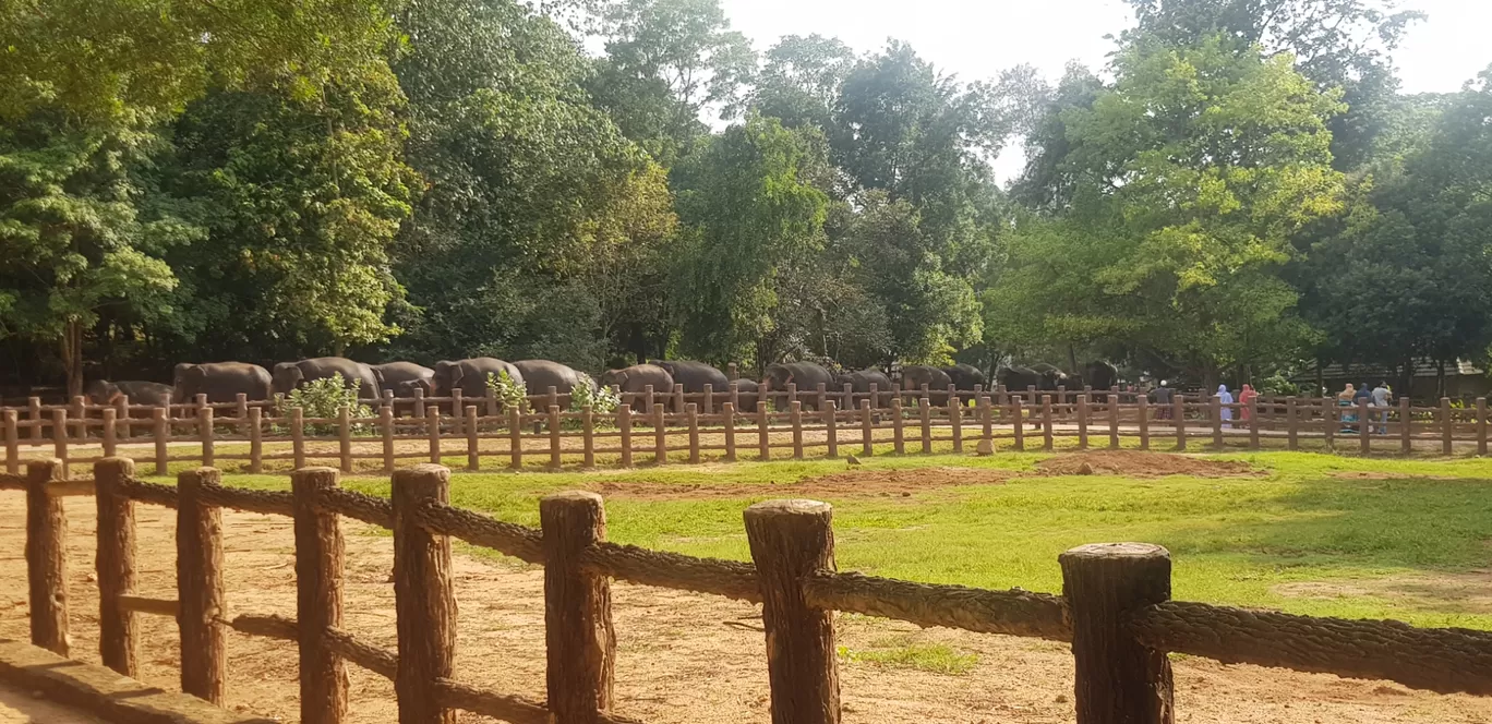 Photo of Pinnawala elephant orphanage park By Shri Dhiyanesh
