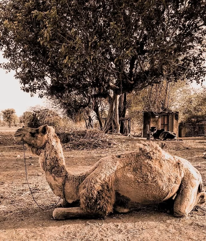 Photo of Barmer By Akshay Rajpurohit