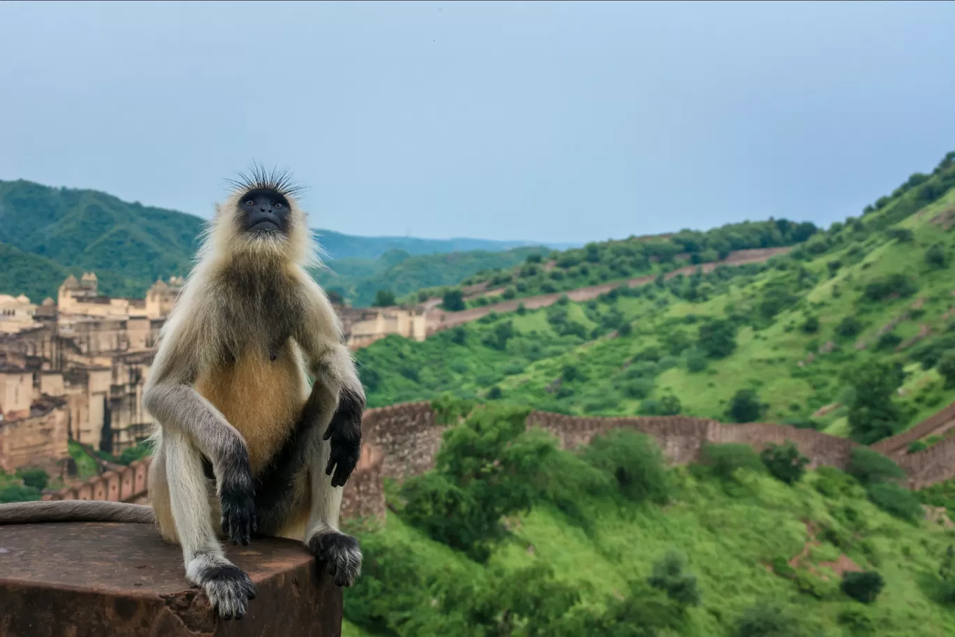 Photo of Jal Mahal By Atul Gupta