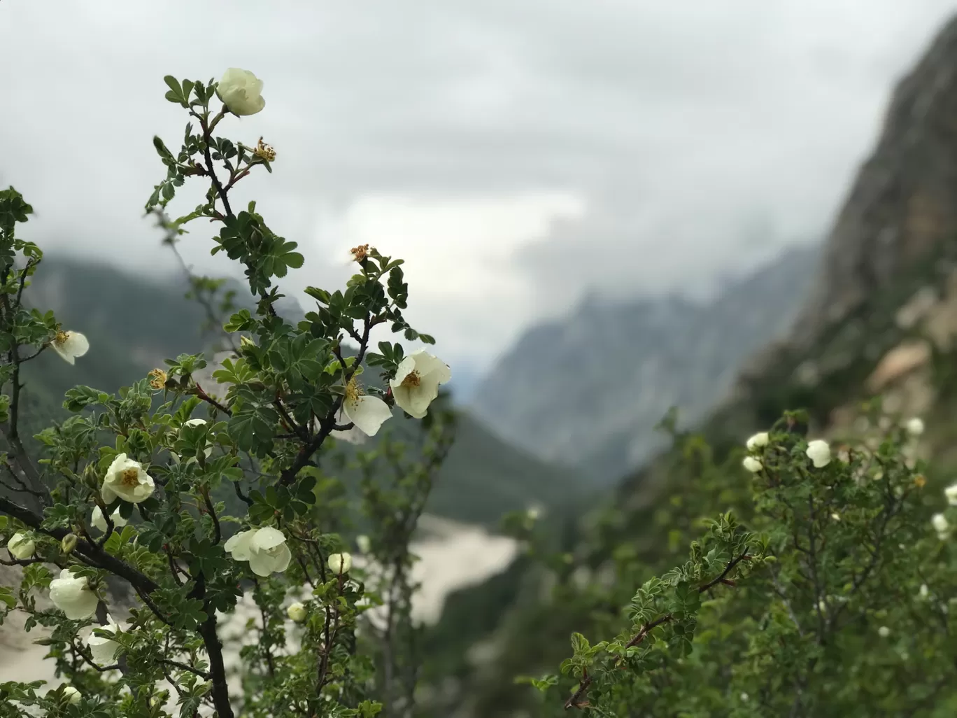 Photo of Gangotri National Park By Saurabh Yadav