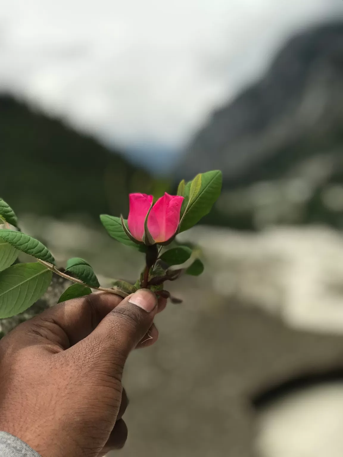 Photo of Gangotri National Park By Saurabh Yadav